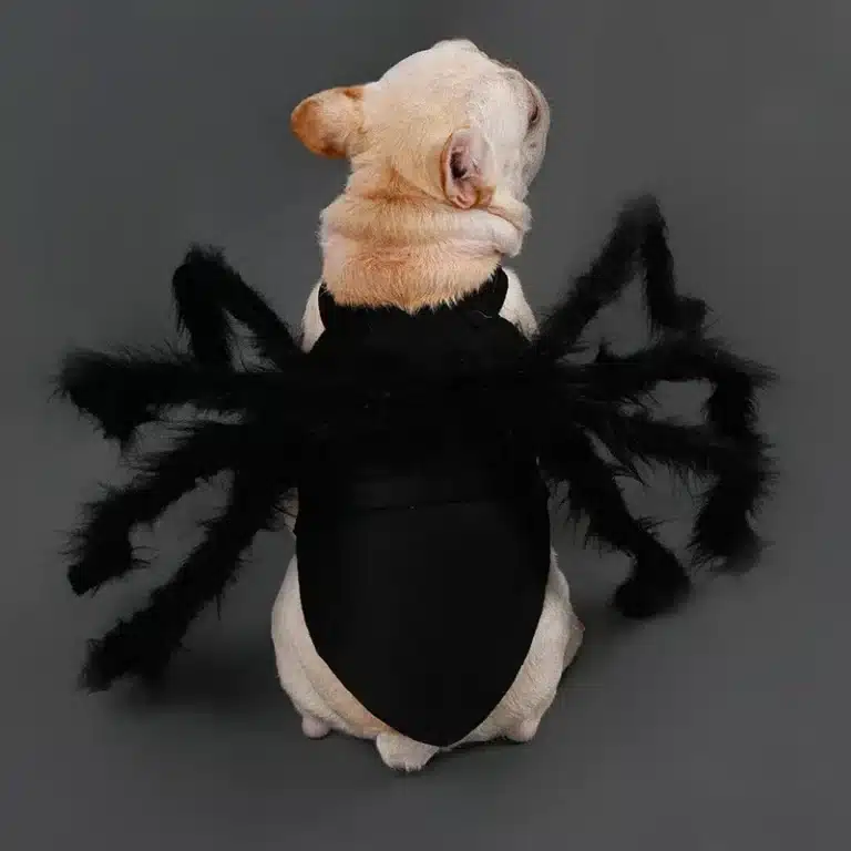 Costume araignée halloween chien 4