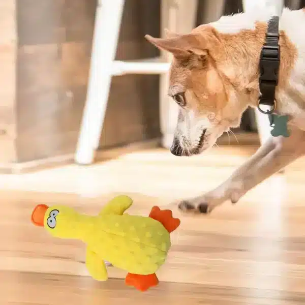 Canard calmant chien​ 5