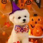 Nœud papillon pour chien 1