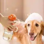 Distributeur automatique mousse chien 2