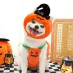 Costume citrouille chien 1