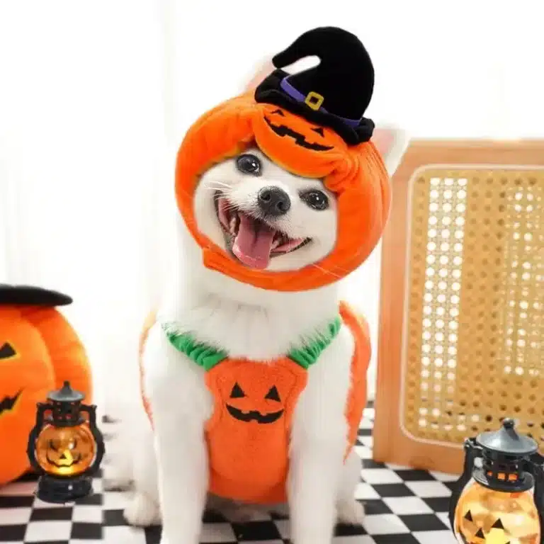 Costume citrouille chien 1
