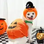 Costume citrouille chien 2