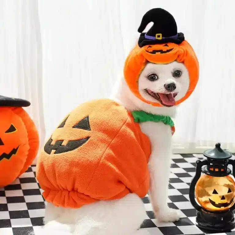Costume citrouille chien 2