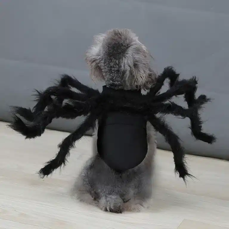 Costume araignée halloween chien 2
