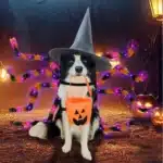 Costume halloween arraignée lumineux chien 5