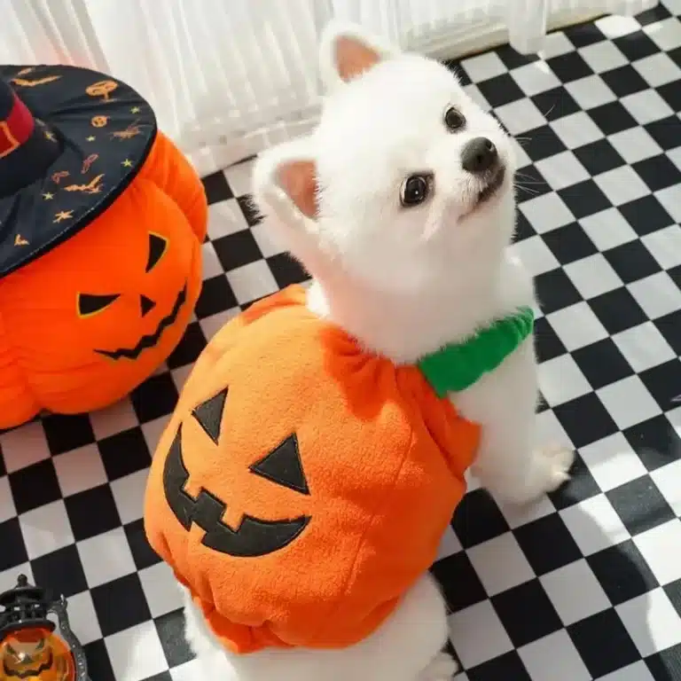 Costume citrouille chien 4