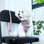 Ensemble harnais et laisse en nylon chien 5