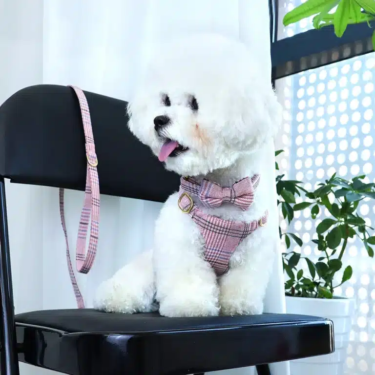 Ensemble harnais et laisse en nylon chien 5