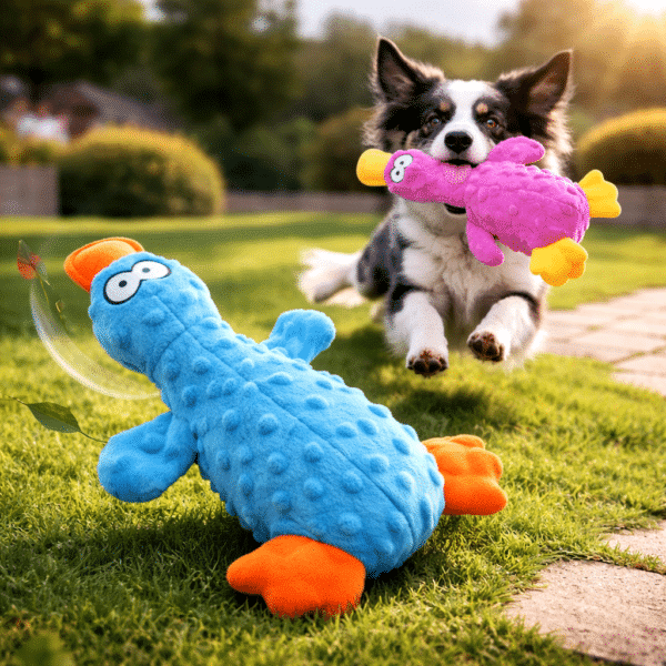 Canard calmant chien​