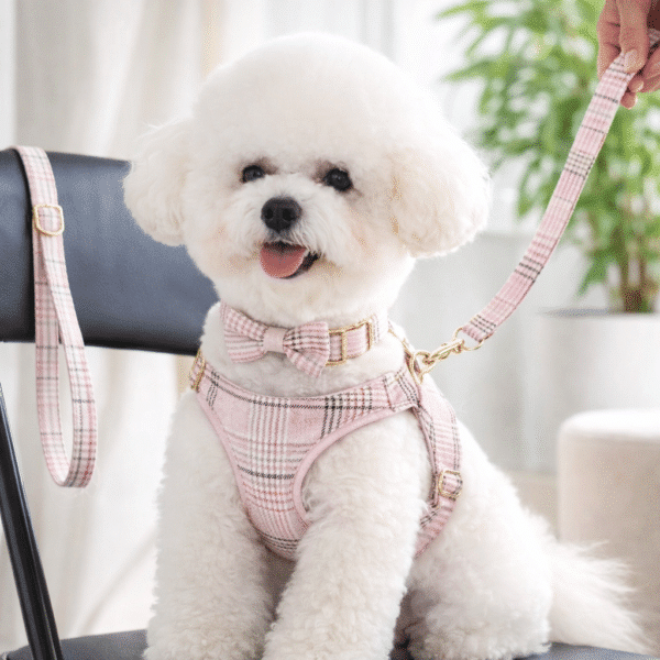 Ensemble harnais, collier et laisse en nylon chien