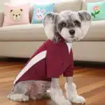 Tee shirt avec bande blanche pour bouledogue 2