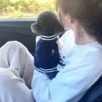 Gilet baseball petit chien 4