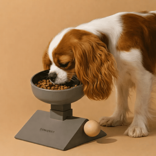 Bol surélevé réglable cavalier King Charles