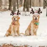 Serre tête de noel pour chien 16