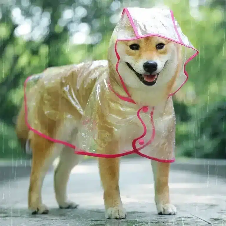 Poncho en PVC imperméable chien 3