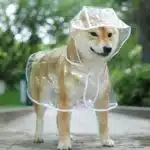 Poncho en PVC imperméable chien 1