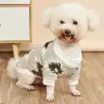 Pull losange en pilou chihuahua 2