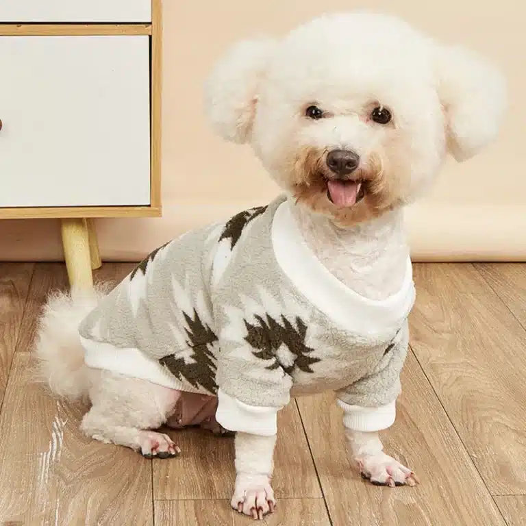 Pull losange en pilou chihuahua 2