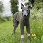 Pull chaud lévrier 3