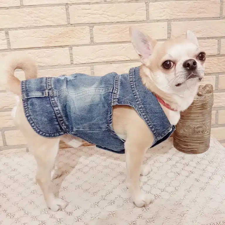 Veste jean denim petit chien 6