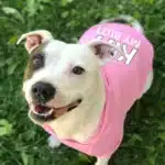 Chiens grands, moyens et petits, vêtements chauds en velours pour animaux de compagnie, vêtements pour chiens, sweats à capuche pour chiens, pulls pour chiens, grands chiens 5