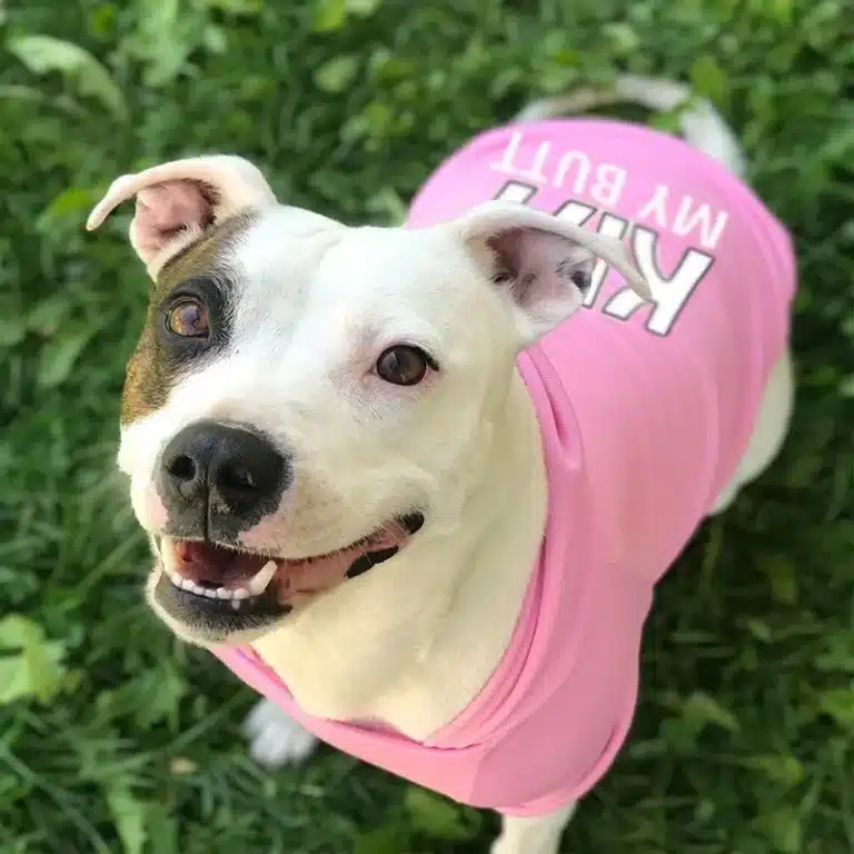 Chiens grands, moyens et petits, vêtements chauds en velours pour animaux de compagnie, vêtements pour chiens, sweats à capuche pour chiens, pulls pour chiens, grands chiens 5