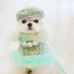 Ensemble hiver chic pour petit chien 3