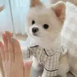 Pyjama été pour petit chien 5