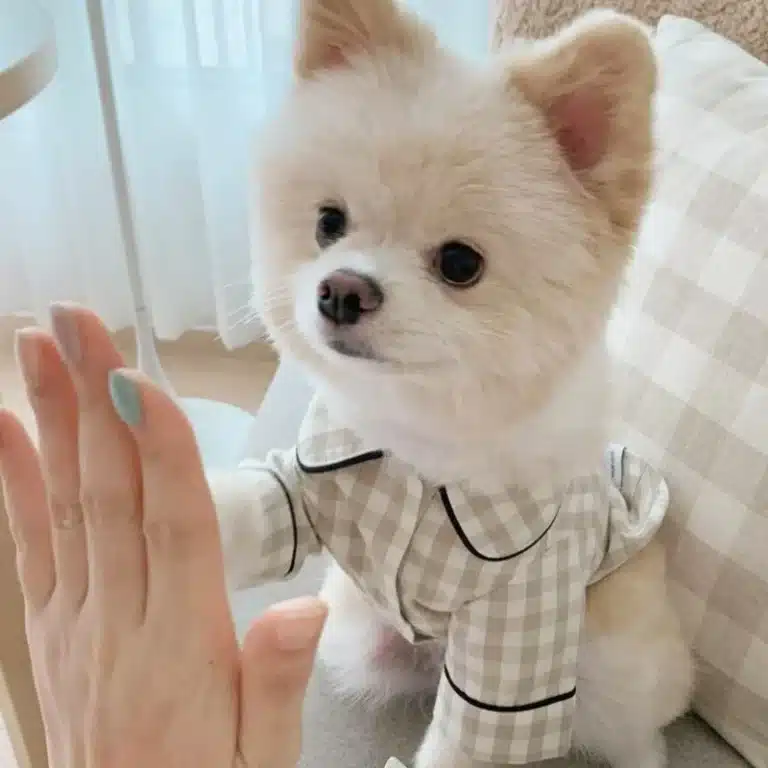 Pyjama été pour petit chien 5