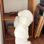 Doudoune à capuche noeud papillon chihuahua 4