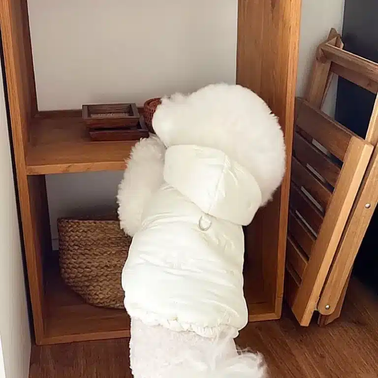 Doudoune à capuche noeud papillon chihuahua 4