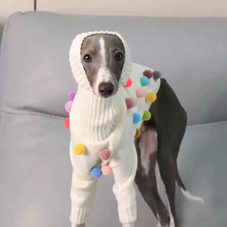 Pull à col pour lévrier 2