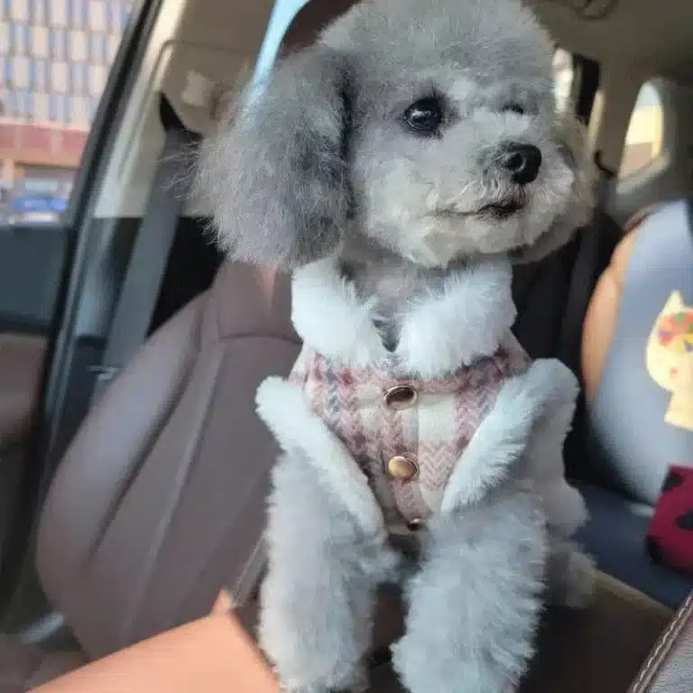 Manteau fourrure pour petit chien 4