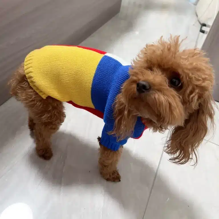 Pull à col rond pour petits chien 4