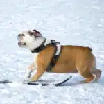 Harnais strass petit chien 31