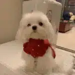 Pull rouge avec froufrou chien 3