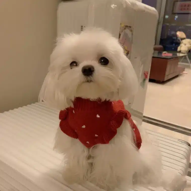 Pull rouge avec froufrou chien 3