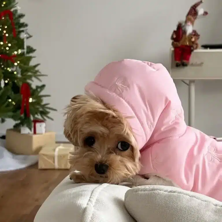 Doudoune à capuche noeud papillon chihuahua 3