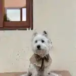 Manteau en velour pour petit chien 10