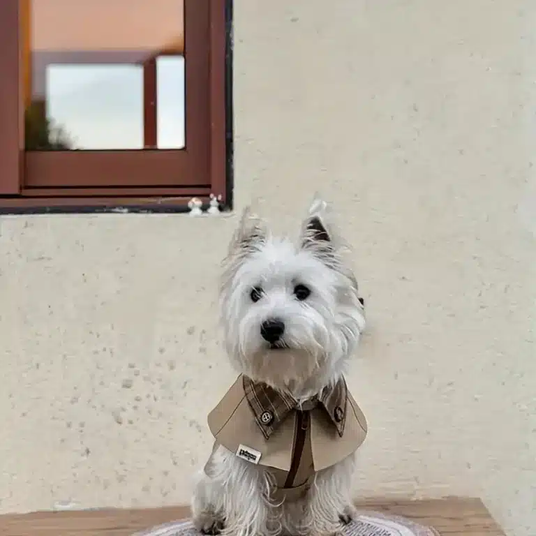 Manteau en velour pour petit chien 10