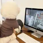 Pull teddy chaud pour petit chien 2