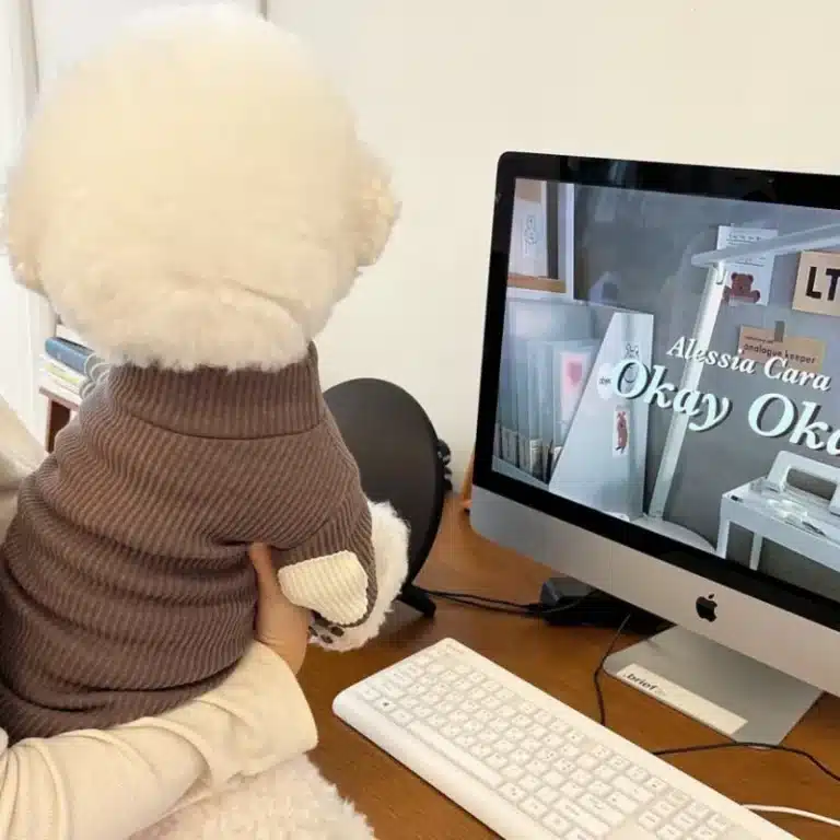 Pull teddy chaud pour petit chien 2