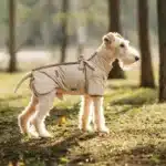 Veste hiver avec harnais petit chien 17