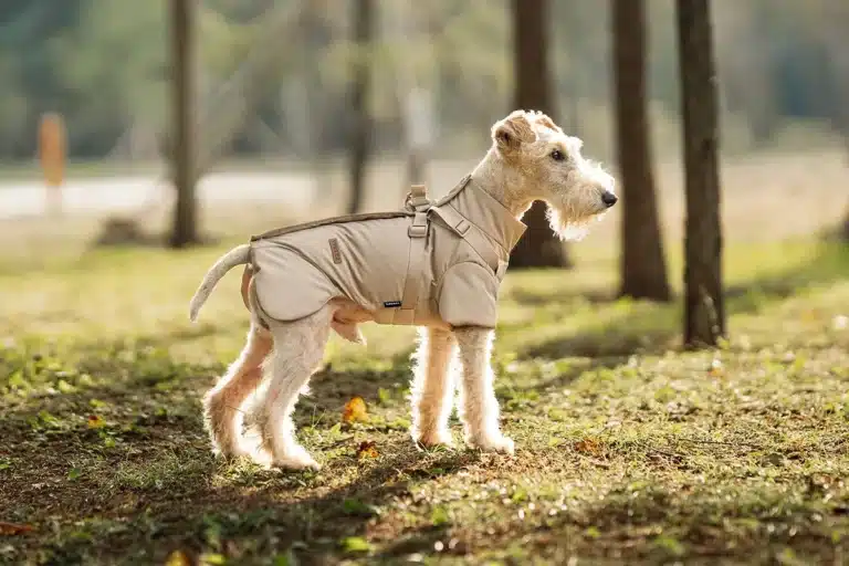 Veste hiver avec harnais petit chien 17