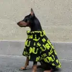 Veste avec fermeture éclair pour chien 4
