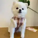 Manteau fourrure pour petit chien 3