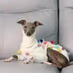 Pull à col pour lévrier 3