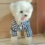 Pyjama été pour petit chien 3
