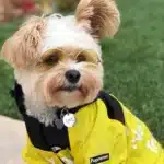 Imperméable à capuche pour chien 21